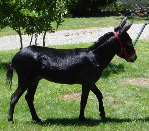 miniature-donkeys--herd-sire